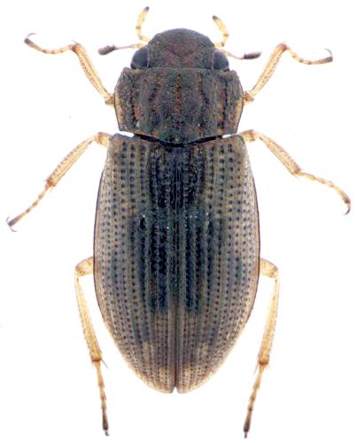 Helophorus obscurus